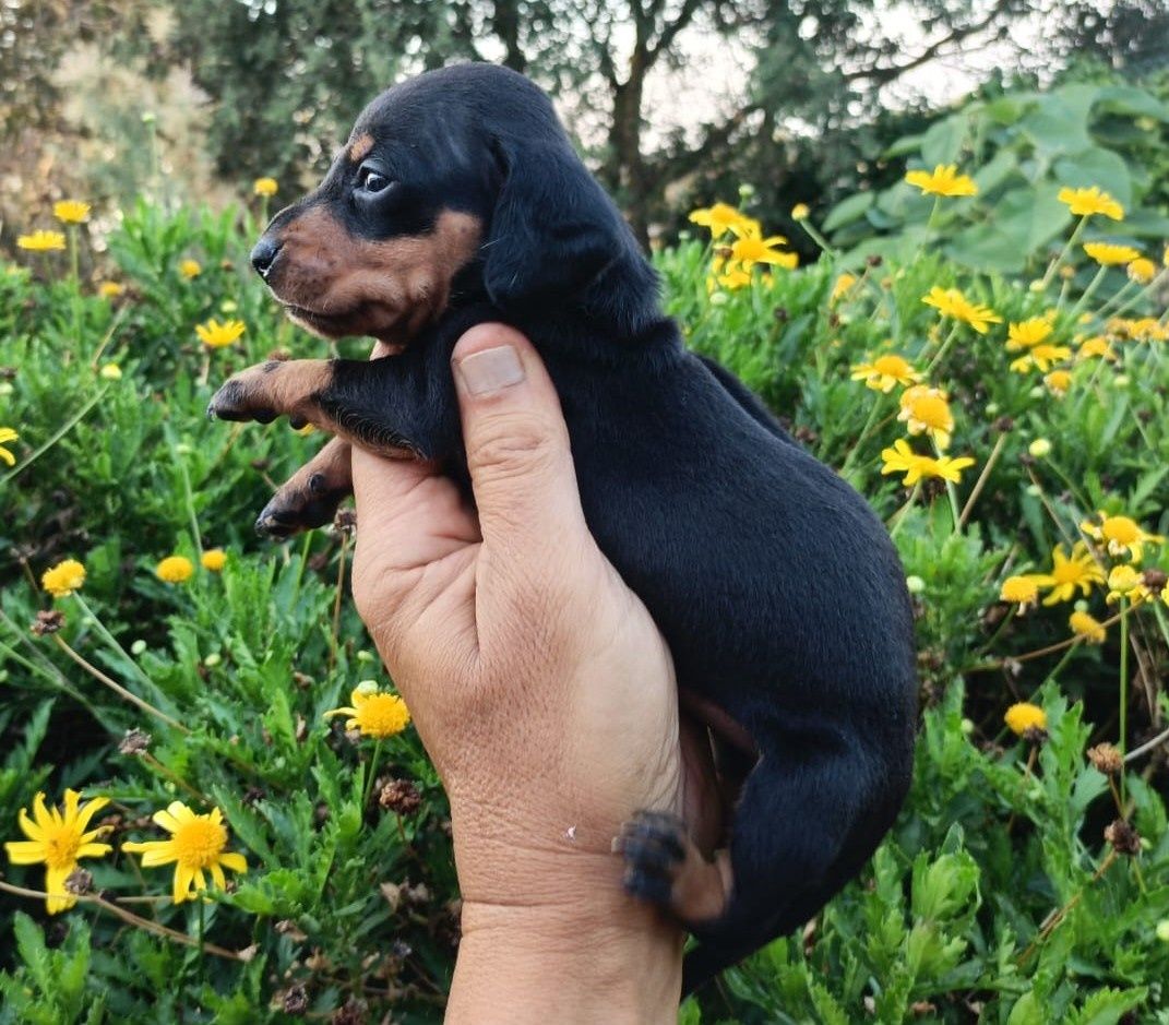 Teckel fêmea mini preta afogueada