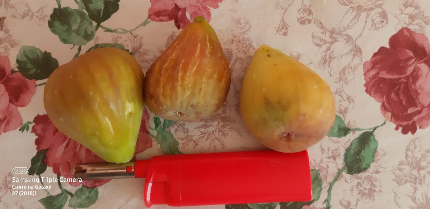 Продам двухлетний плодоносящий очень вкусный сладкий  инжир Брунсквик