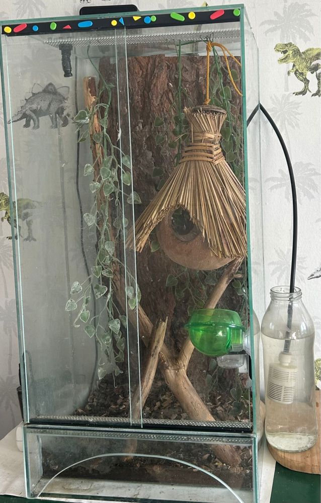 Gekon przęsiony wraz z terrarium