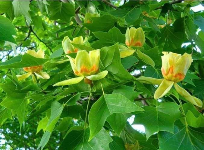 Тюльпановое дерево ярко-желтое "Лириодендрон"