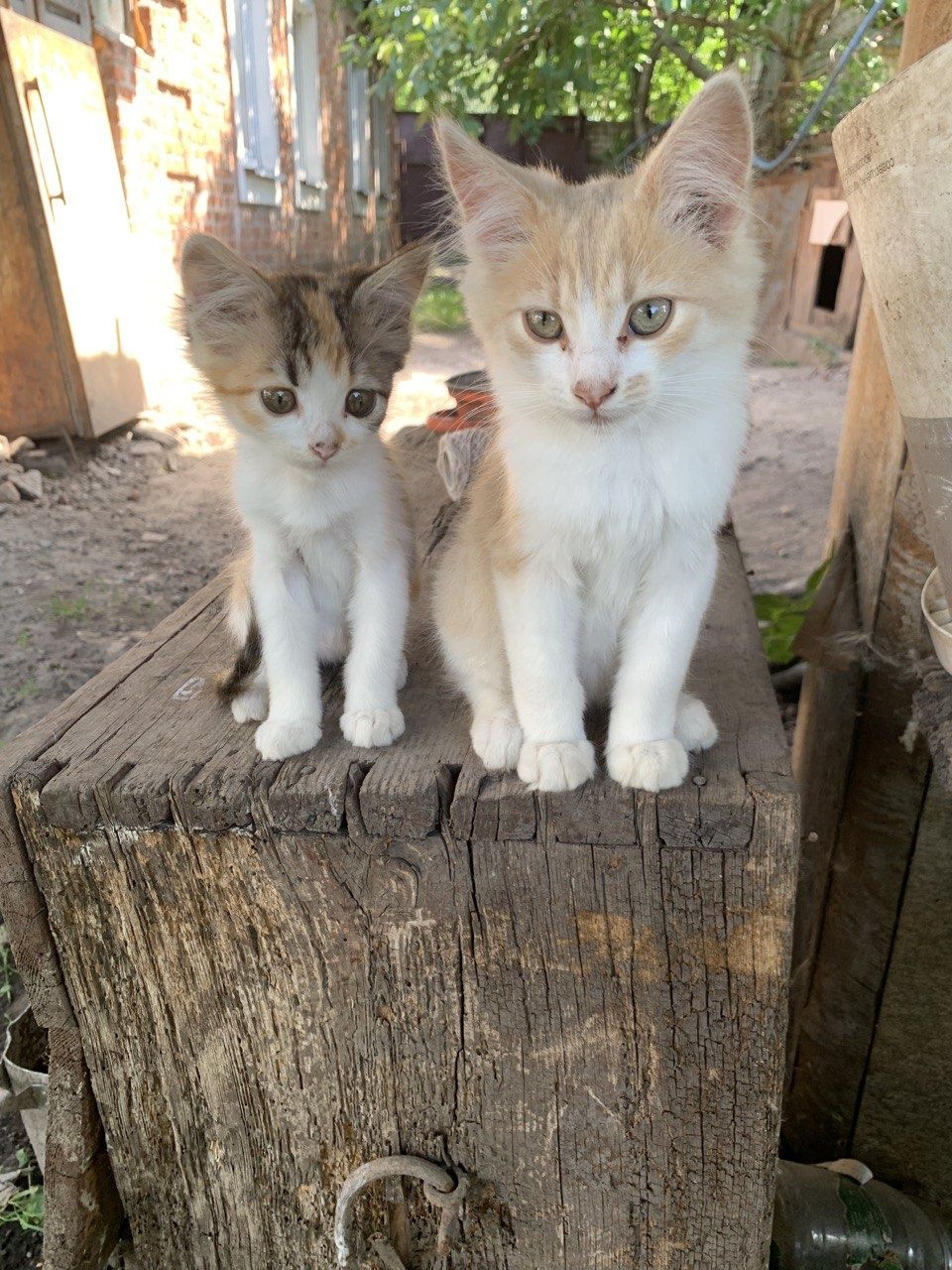 Отдам котят в хорошие руки