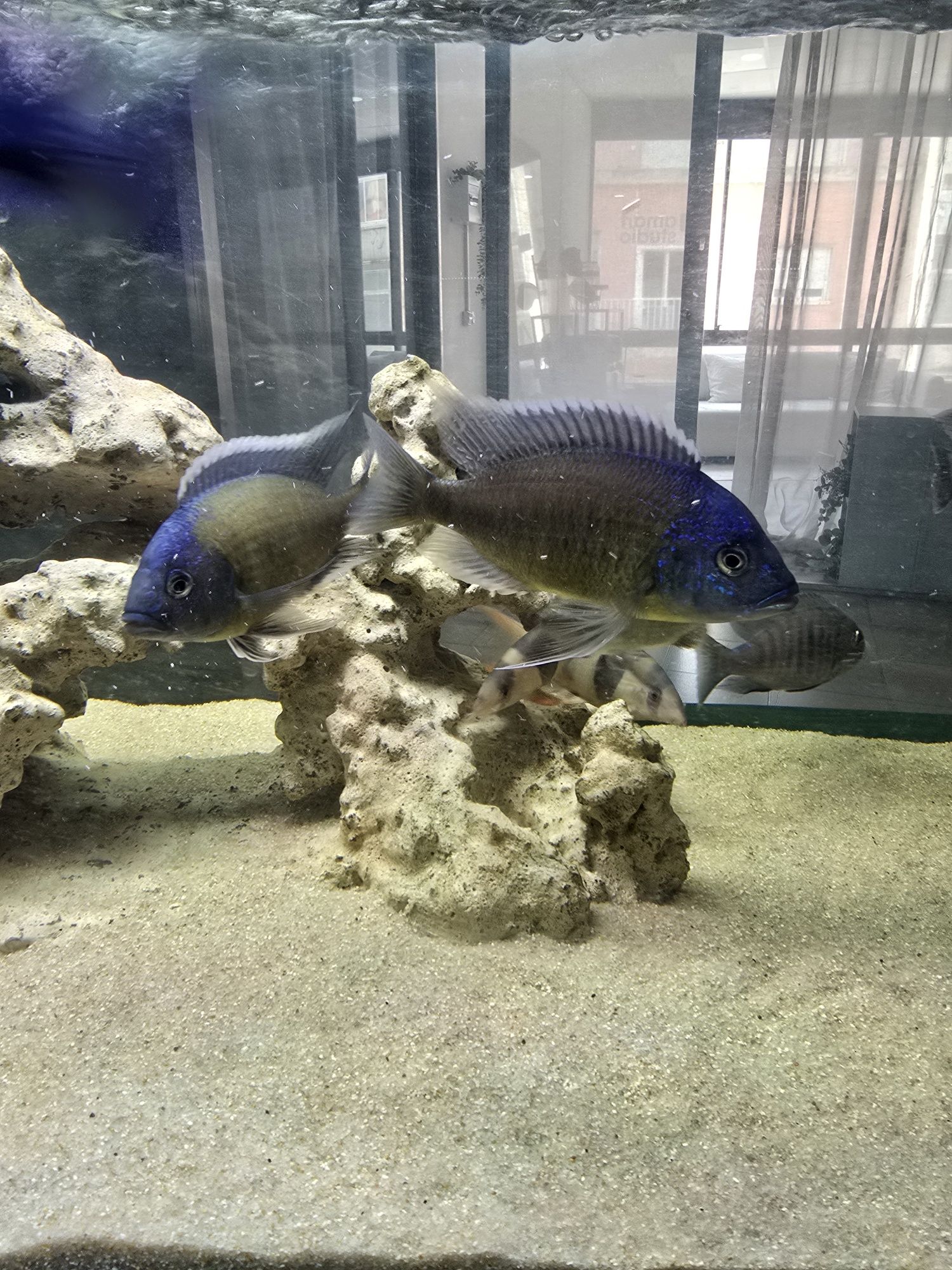 Copadichromis borleyi