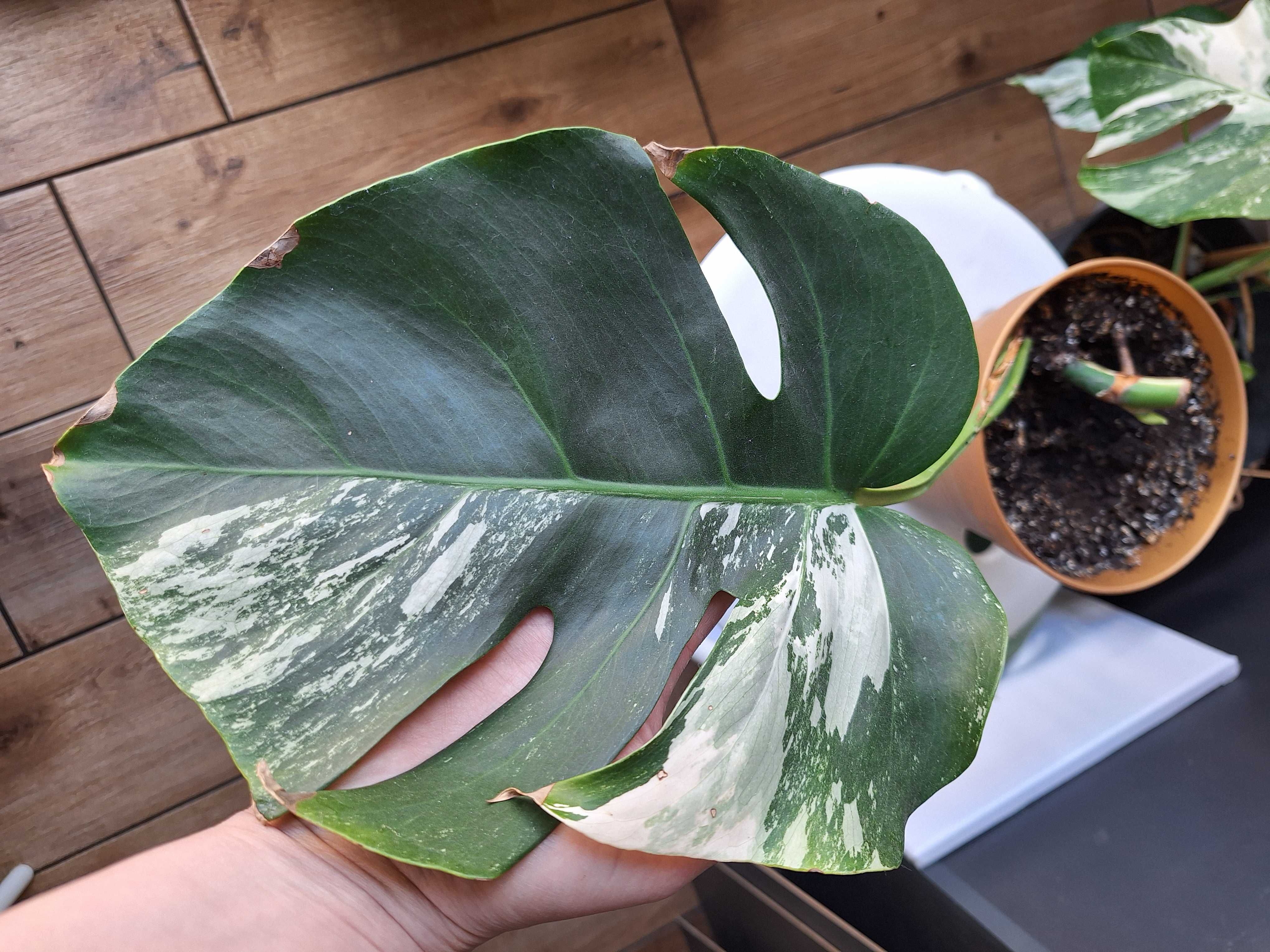 Монстера Альба Monstera albo варієгатна вариегатная