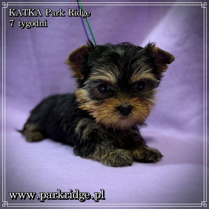 york yorki suczka mini ok. 1,5 kg rodowód ZKwP FCI