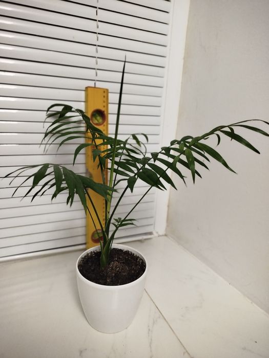 Пальма Хамедорея