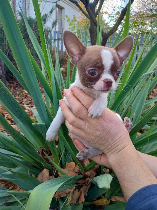 Чихуахуа в пошуках 7-ї