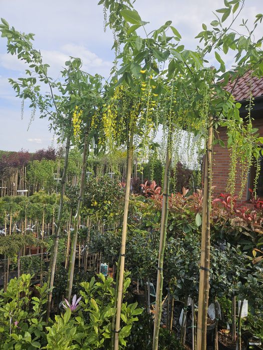 Brzoza Doorenbos,Grab,Buk,Dąb kolumnowy.Tuja szmaragd