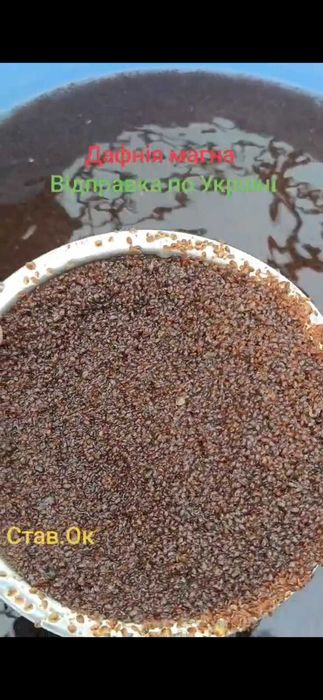 Продаємо дафнію крупних розмірів