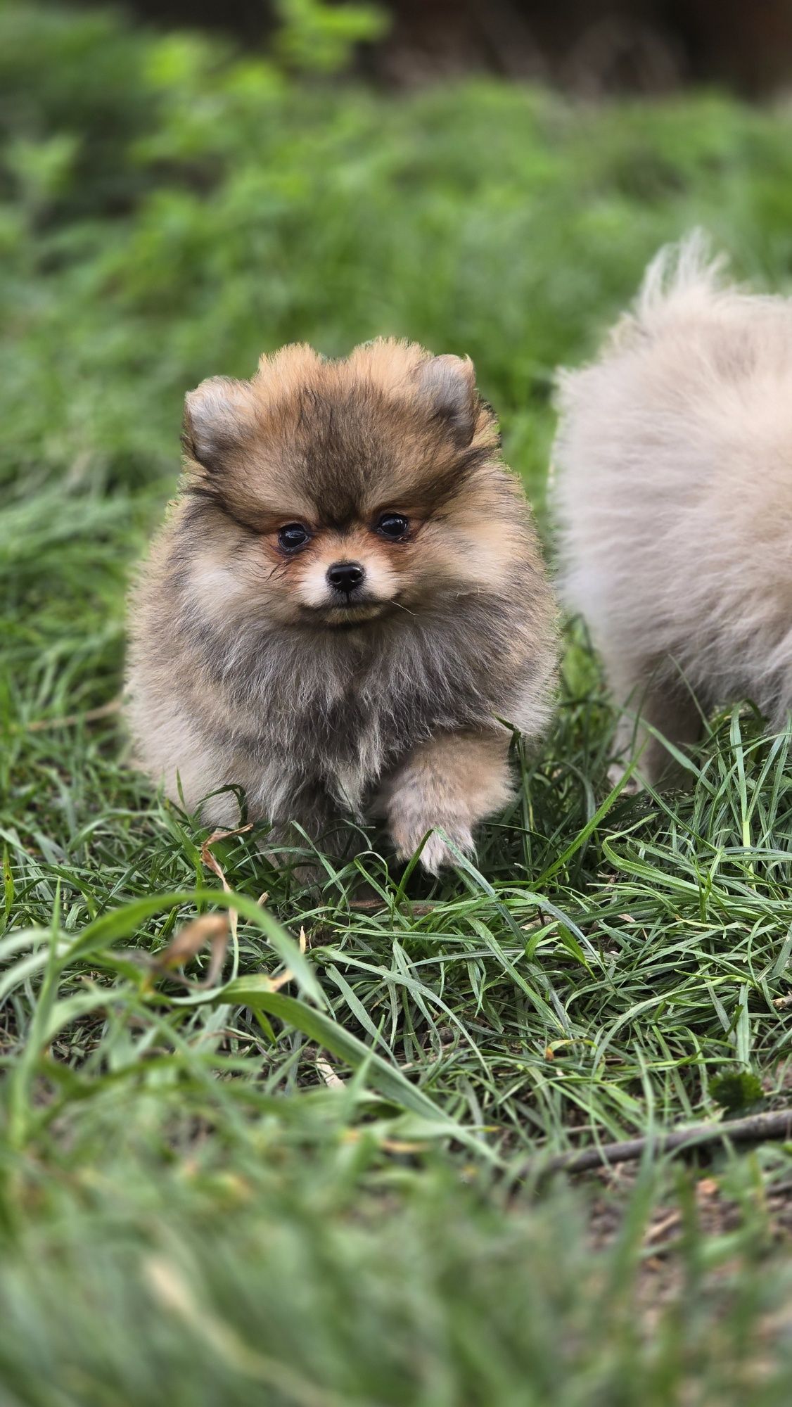Pomeranian cudowny samczyk