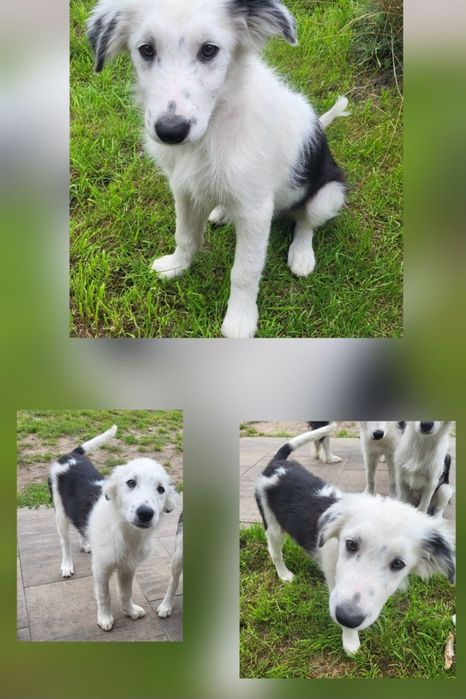 Border Collie- szczeniaczek, Zen- chip, rodowód, WKU, PPK