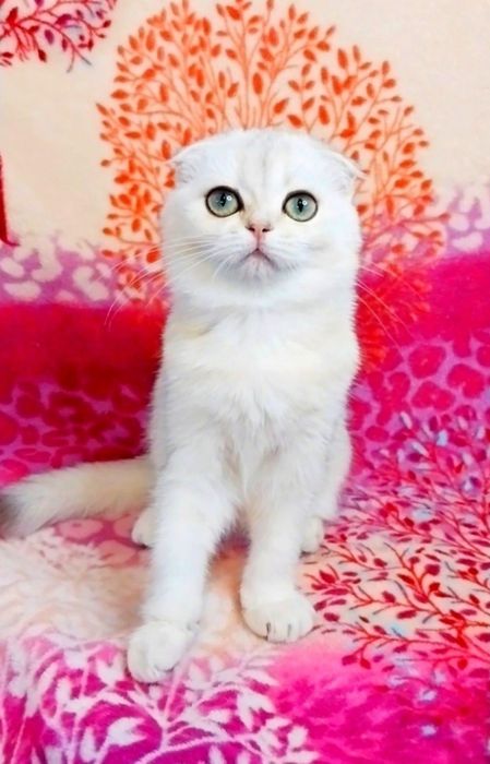 Серебристая шиншилла девочка милашка вислоушка