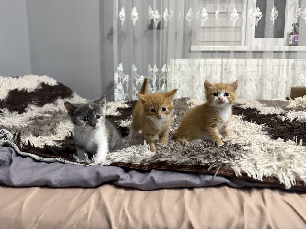 Віддам котиків в добрі руки
