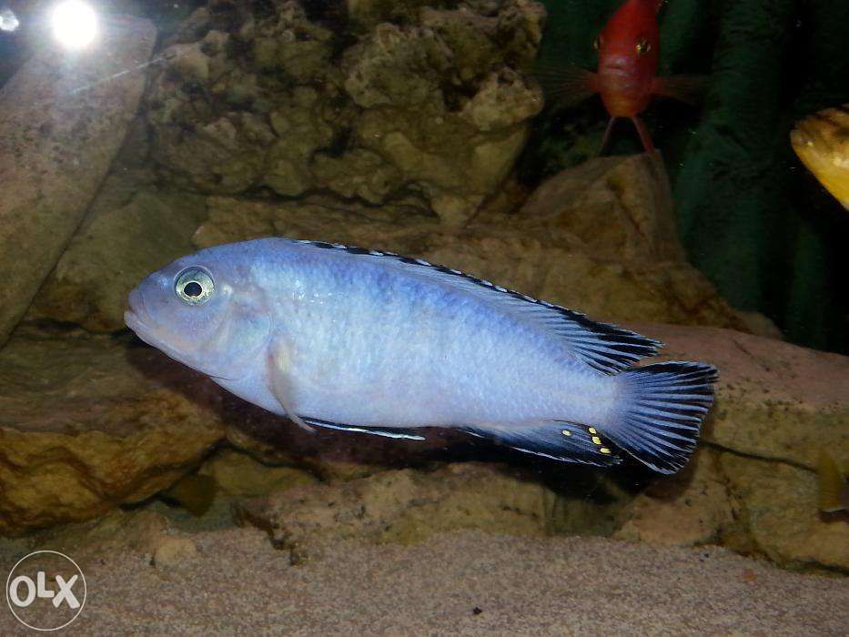 sprzedam rybki pyszczaki Pyszczak niebieski - Pseudotropheus socolofi