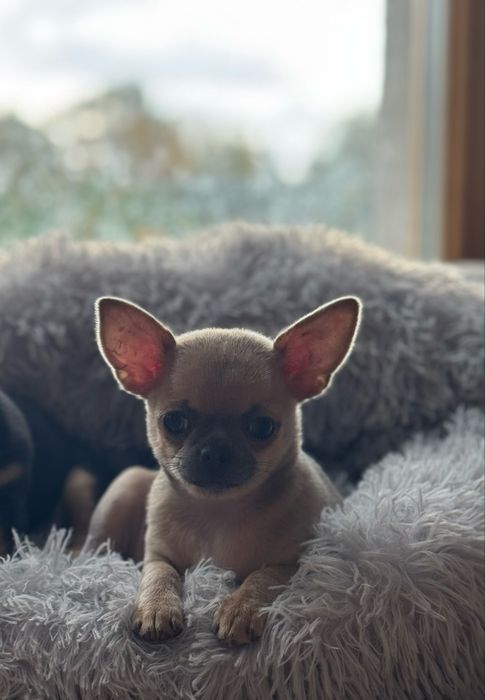 Sprzedam Suczkę Chihuahua