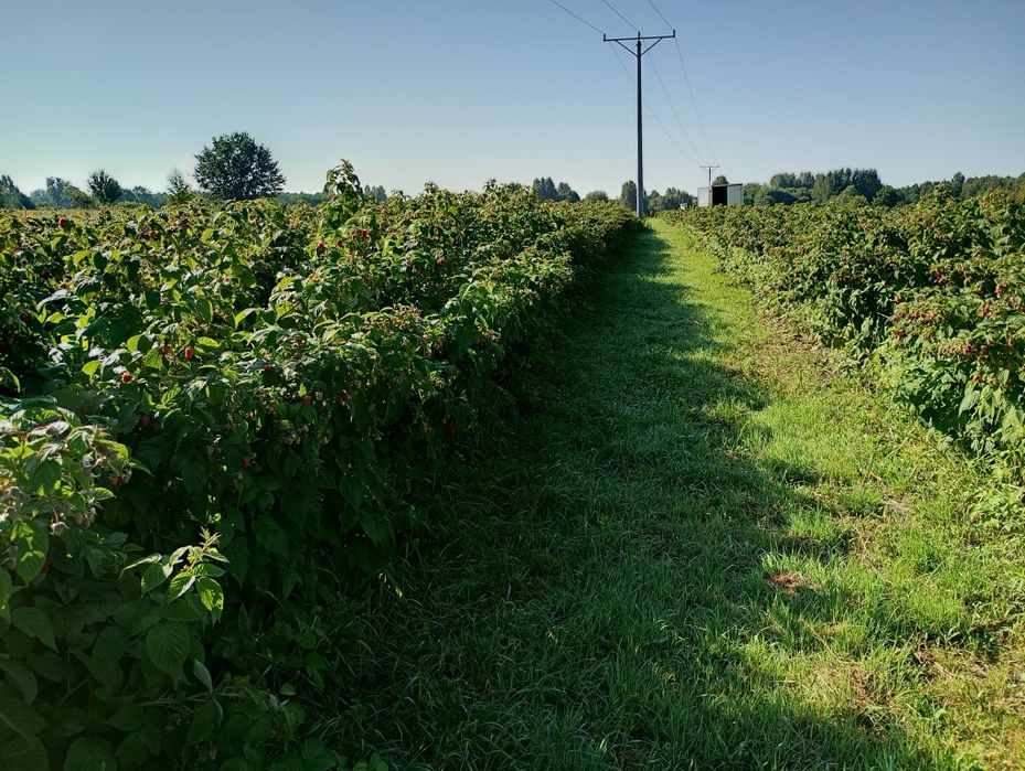 Sprzedam Maliny  Pol...nez... M...ma