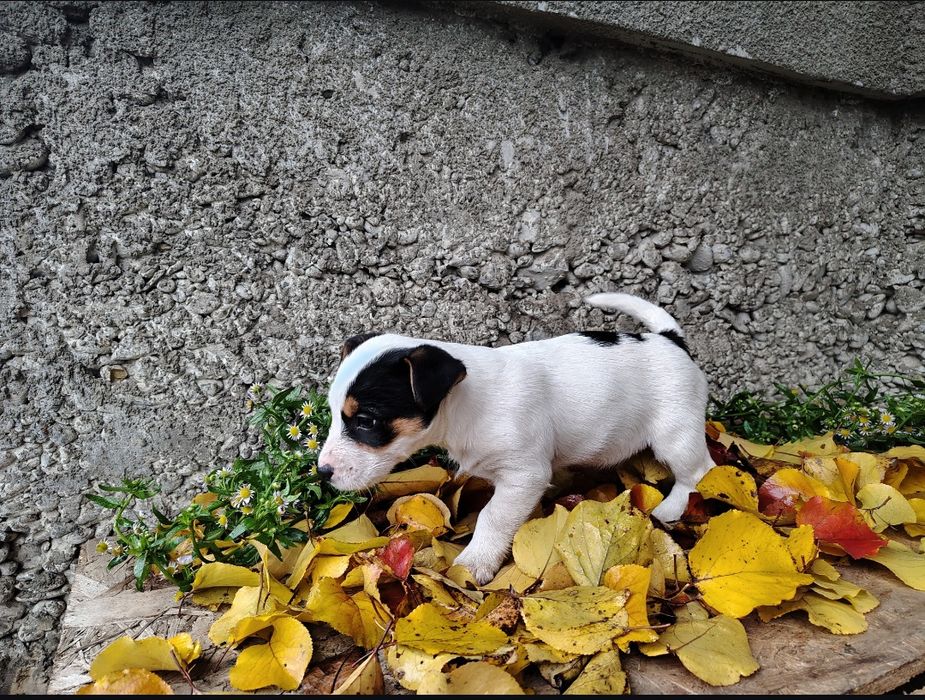 Джек Рассел цуценята