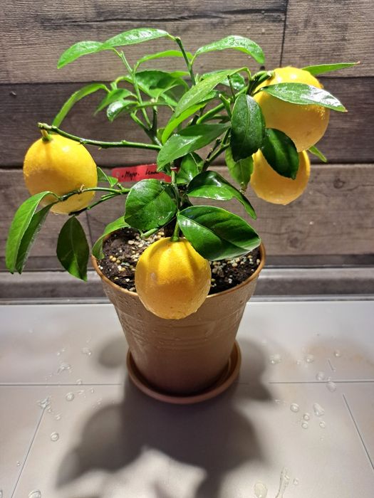 Лимон Мейєра(Meyer) з плодами