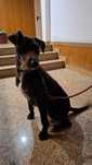 Cão para adotar por motivos de saúde