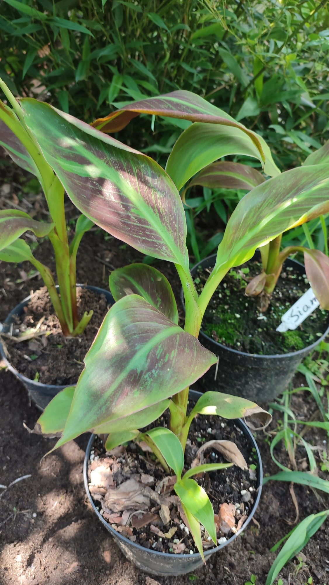 Bananowiec Musa Siam Ruby