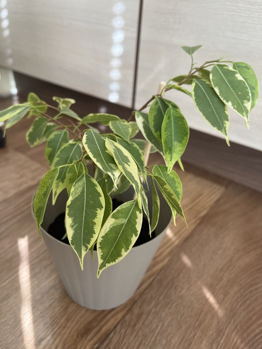 Фікус Бенджаміна 3 черенка