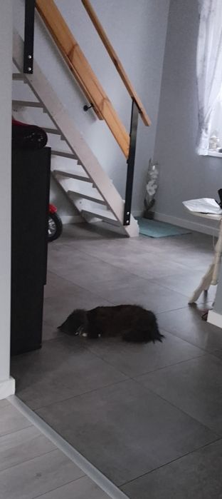 Schody do domu budowę tymczsowe