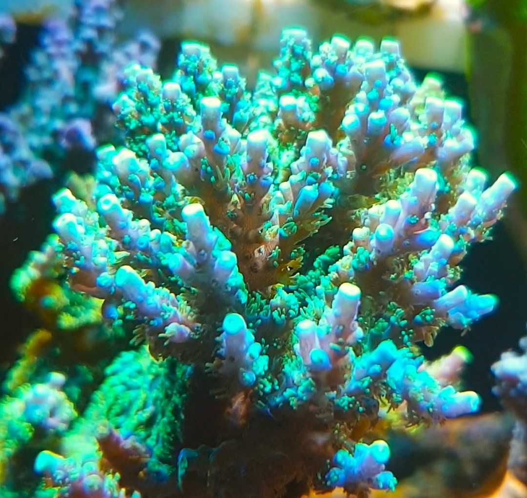 Acropora koral twardy SPS  akwarium morskie