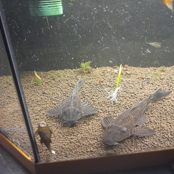 Glonojady  zbrojniki duże