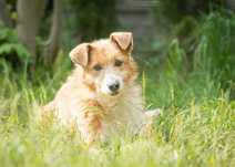 583696 Cymek do adopcji