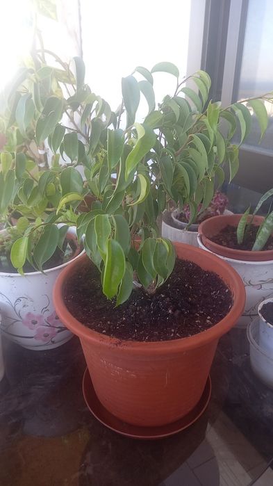 Plantas naturais interior e exterior