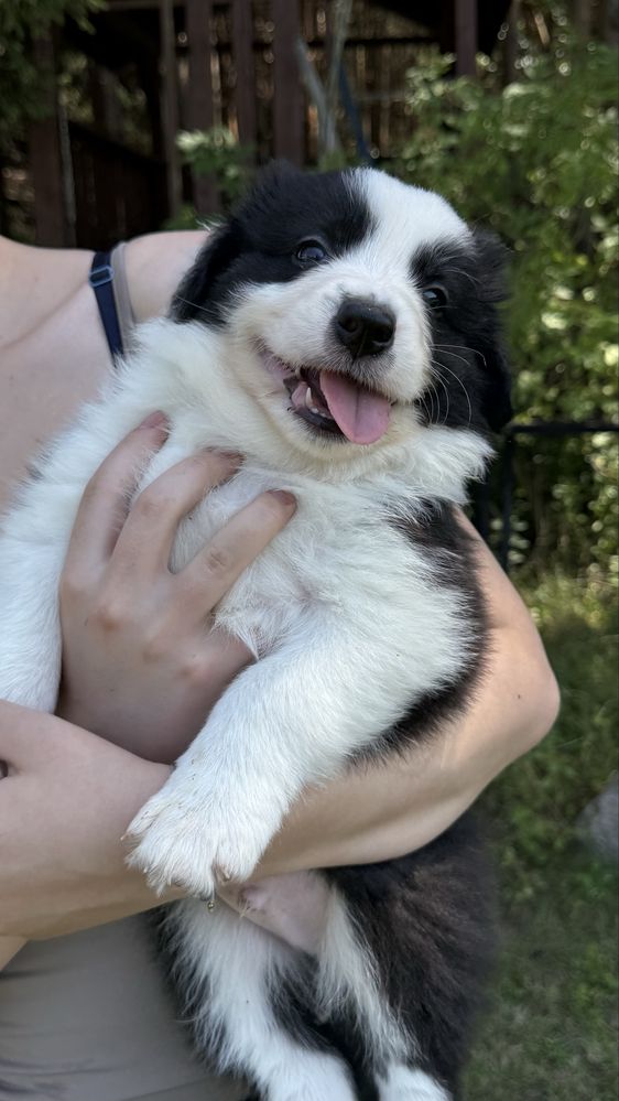 Border Collie - Leśna Polana