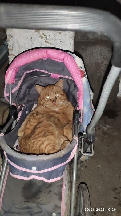 Чудовий рижий котик тільки в добрі руки