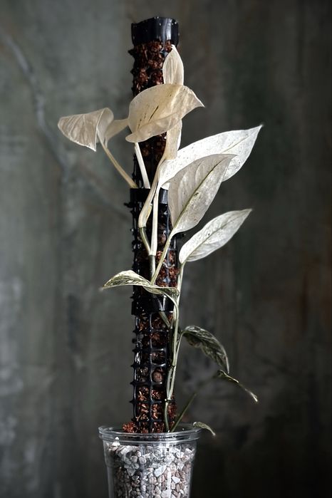 Monstera laniata variegata - kolekcjonerska roślina pnącze, dużo bieli