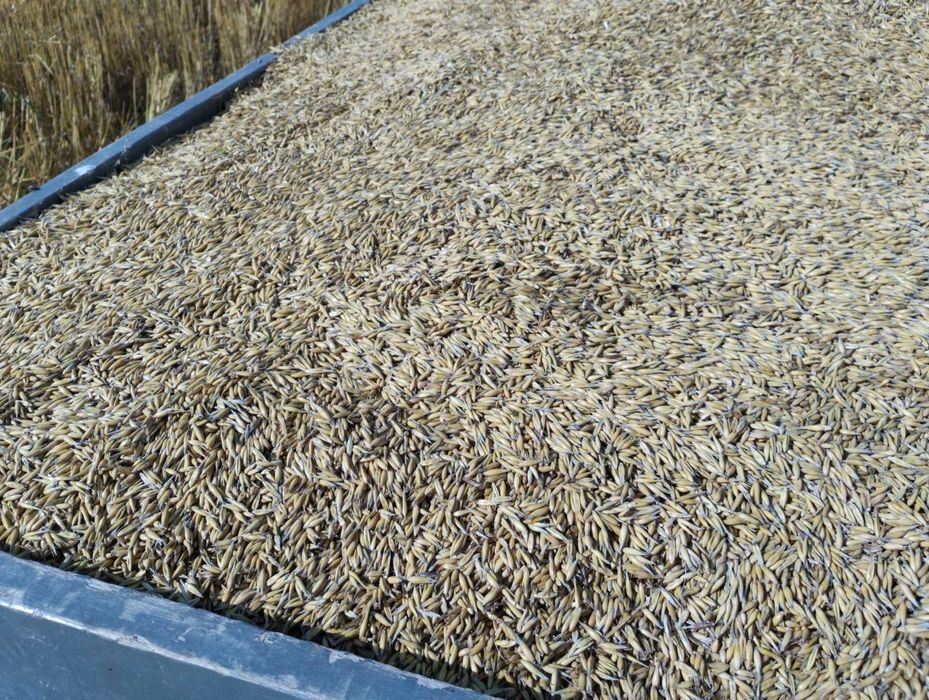 Owies  tegoroczny zbiór