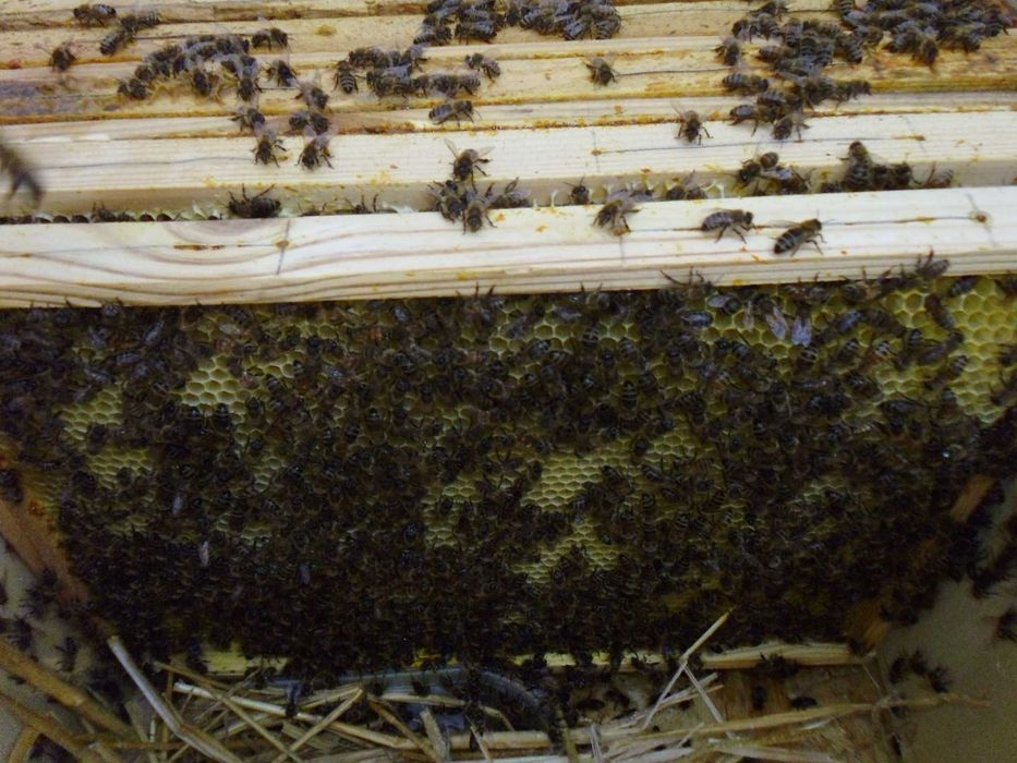 ule wielkopolski miód pasieka rodziny odkłady pszczoły ul PRZEZIMOWANE