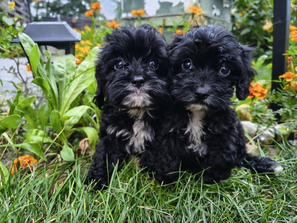 Cavapoo-Cavoodle Samiec o pięknym umaszczeniu do  odbioru !