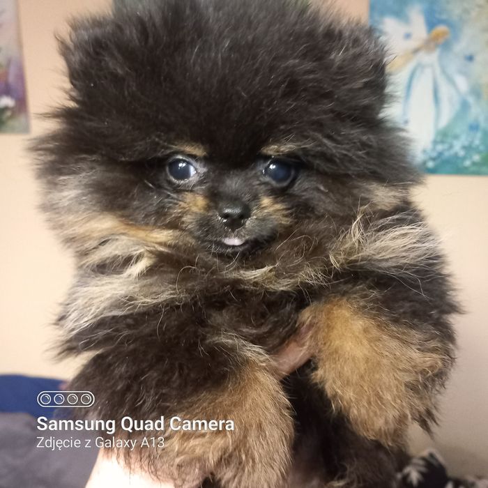 Mini szpic miniaturowy pomeranian