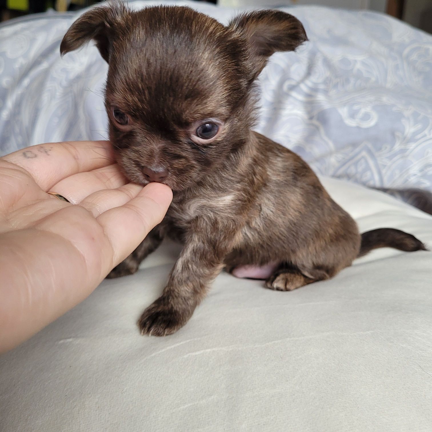 Chihuahua piesek . Może byc również jako REPRODUKTOTOR rzadkość! Jedyn