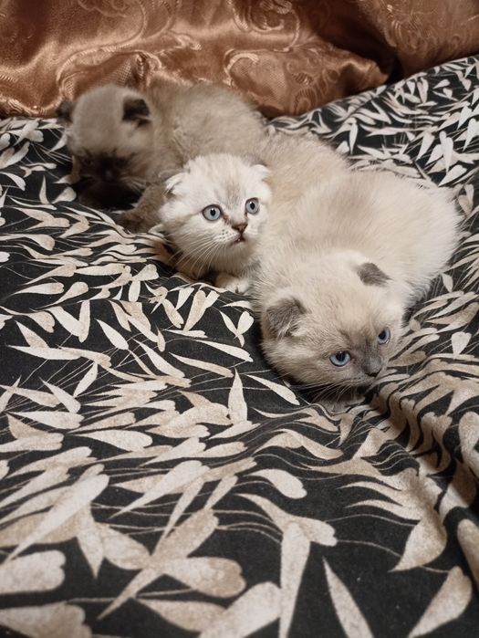 Кошенята скоттіш фолд