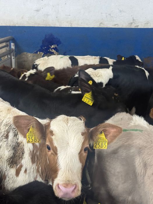 Sprzedam odsadki Limousine Wyszków