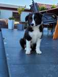 Border Collie Piesek Czarno Biały