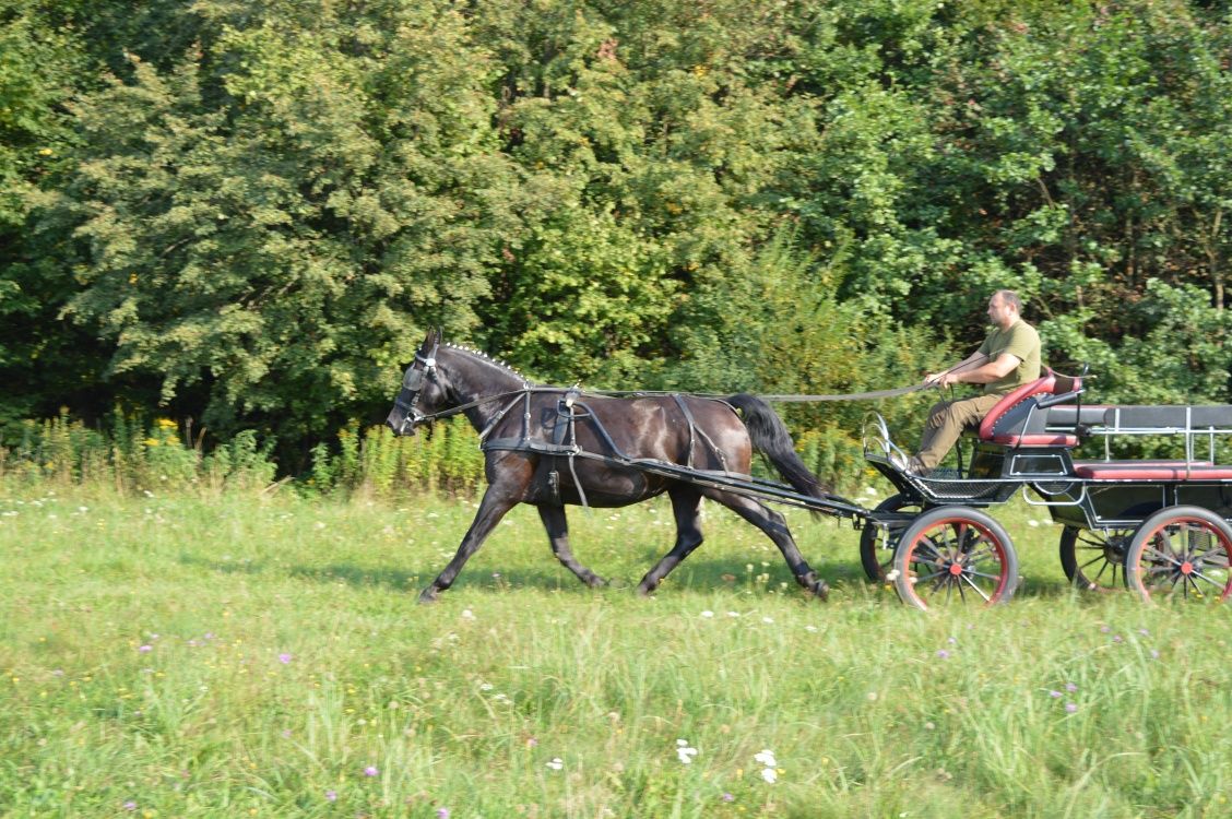 Klacz śląska programowa kara 81pkt.