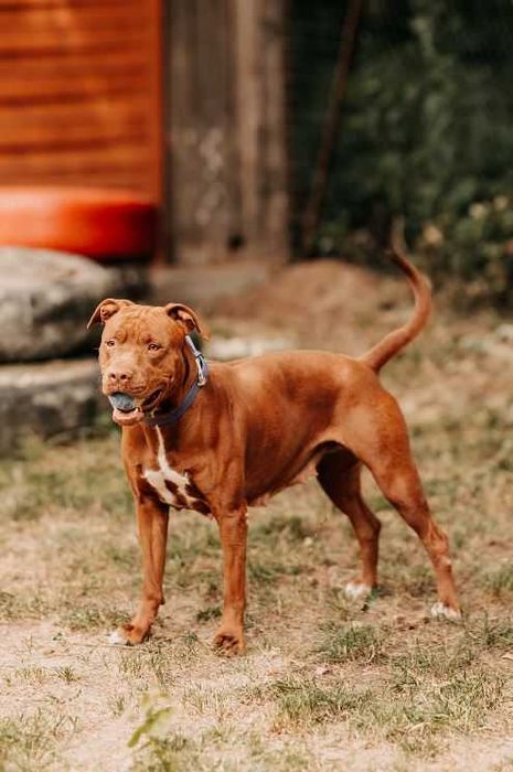 Bajka - młoda, pełna energii suczka w typie bull