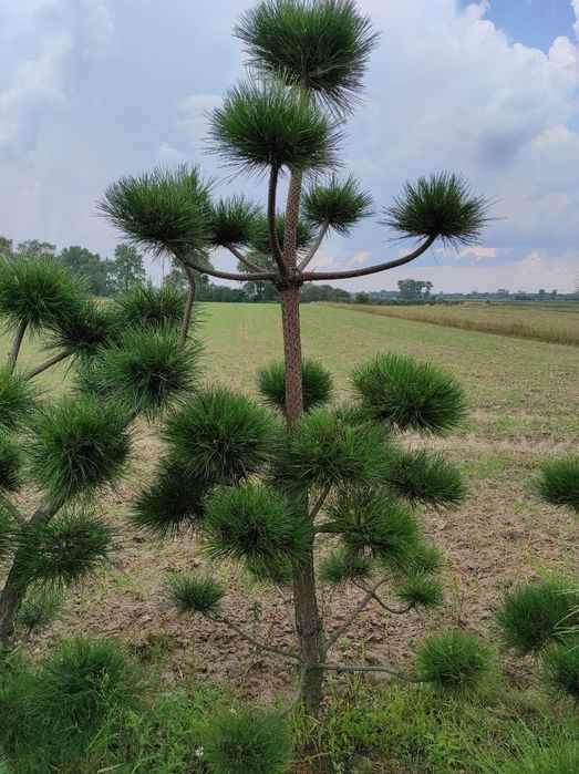 Bonzai formowany, sosna czarna, drzewko do ogrodu, ozdobne 28,29,30,31