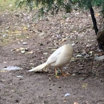 Bażanty brzoskwiniowe