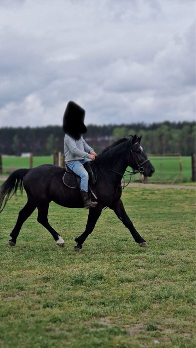 Sprzedam siwego walacha ślaskiego