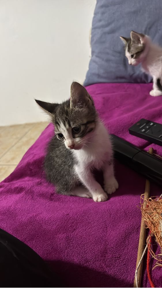 Gatinhas para dar