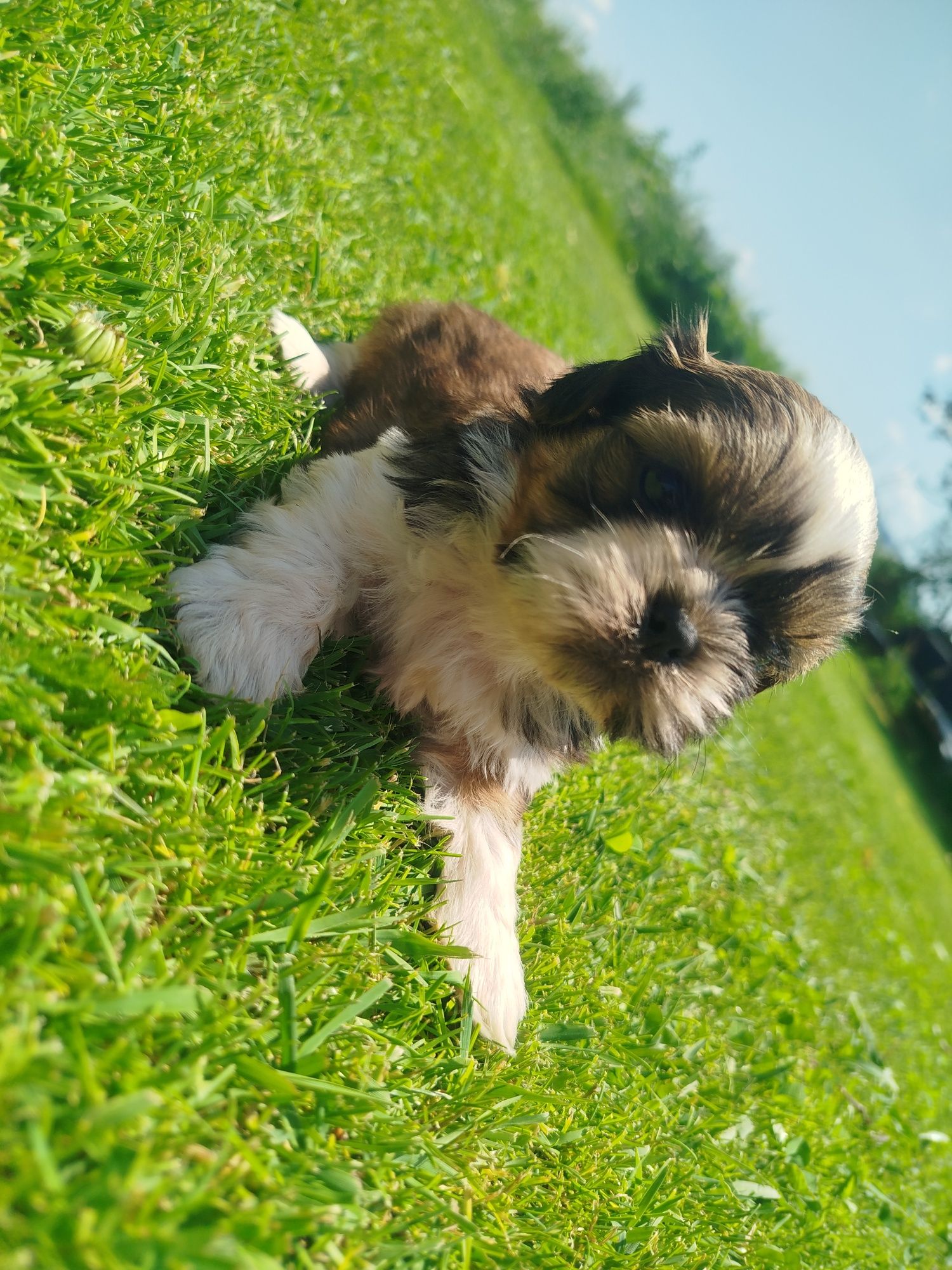 Shih tzu gotowe do odbioru