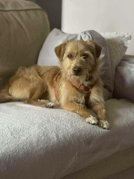 Tobi 3 lata malutki terier do adopcji