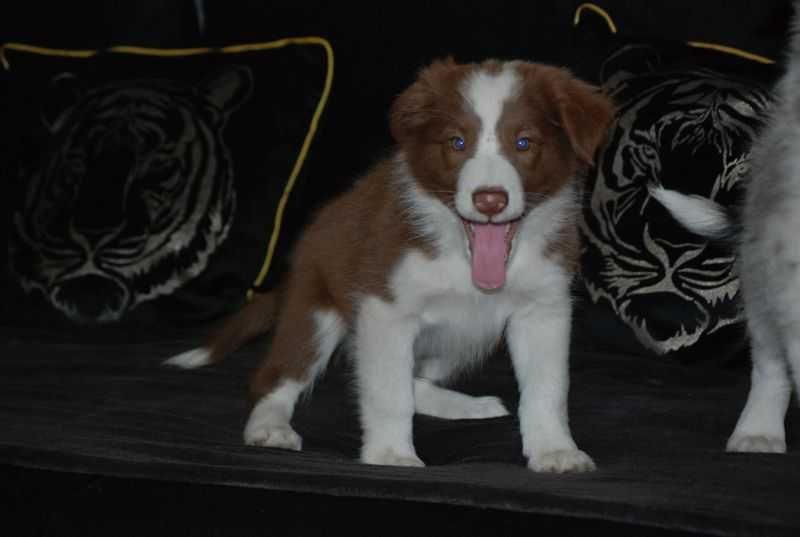 Pies Border Collie Czekoladowo-biały /Red