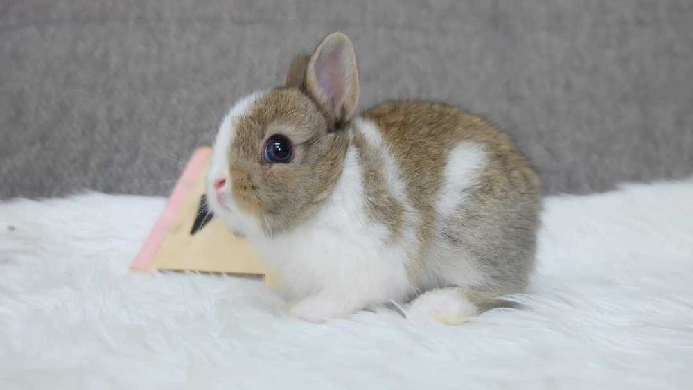 Coelhos anões mini +Gaiola Nova +alimentação adequada